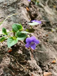 Close-up of purple flowering plant