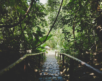 Canal amidst trees in forest