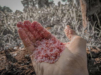 Close-up of person hand holding fertilizer