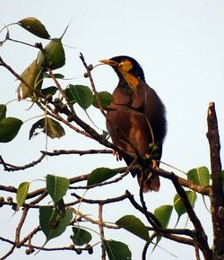 Low angle view of bird perching on tree against clear sky