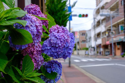 Close-up of purple hydrangea flowers