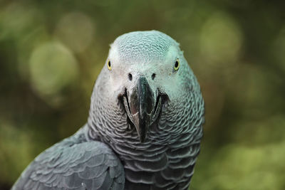 Close-up of parrot