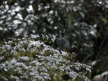 Close-up of frozen plant