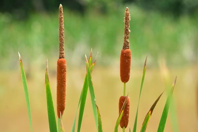 Close-up of plant growing on field