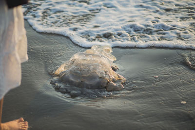 Close-up of jellyfish washed up on shore with person standing next to it