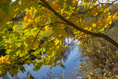 High section of tree with autumn leaves