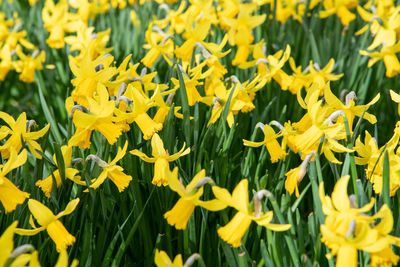 Close-up of yellow flowers on field