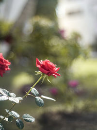 Close-up of red flowers blooming outdoors