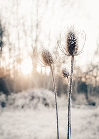 Close-up of dandelion on field against sky