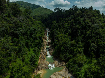 Scenic view of river amidst trees in forest