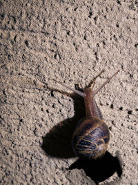 Close-up of snail