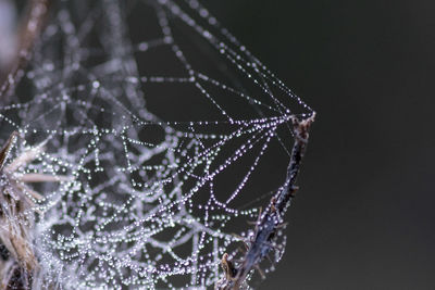 Close-up of wet spider web against black background