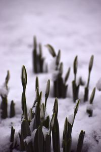 Close-up of flowering plants during winter