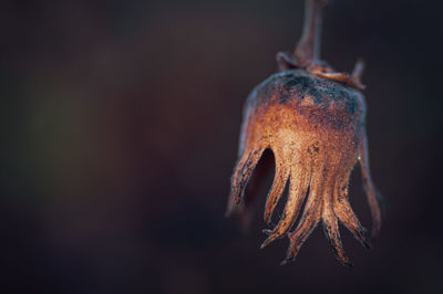 Close-up of plant