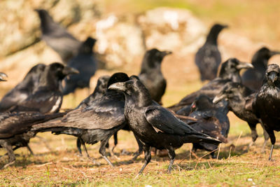 Flock of birds on field