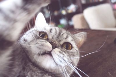 Close-up portrait of cat