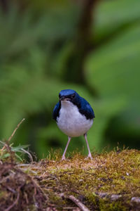 Close-up of bird perching on a field