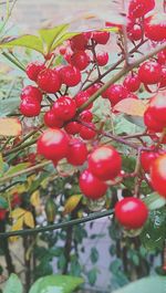 Close-up of red berries on tree