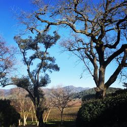 Trees on landscape against blue sky