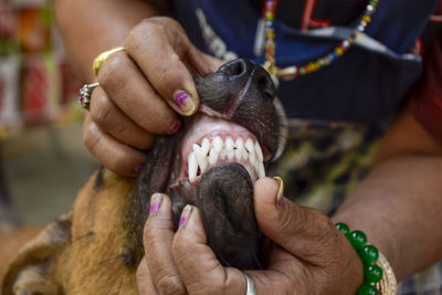 Close-up of hands holding dog