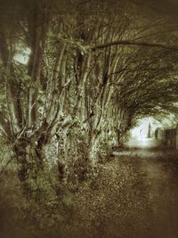 Road passing through bare trees