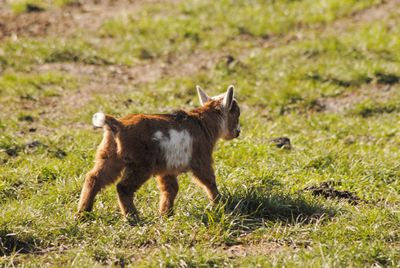 Dog standing on grassy field