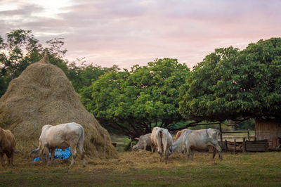 Horses in a field