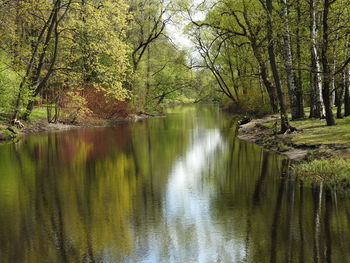 Scenic view of lake in forest