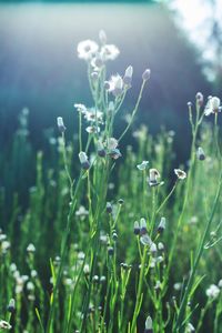 Close-up of flowers blooming outdoors