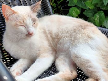 Close-up of cat sleeping