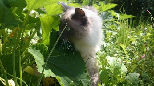 Close-up of cat sitting outdoors