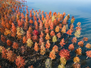 Wetland in autumn colors