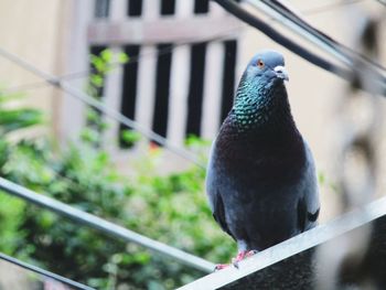 Close-up of bird perching on railing