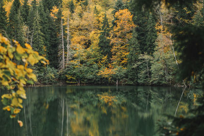 Scenic view of lake in forest during autumn