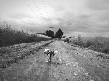 Dog on road amidst field against sky