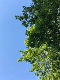 Low angle view of tree against clear blue sky