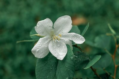 Close-up of wet flower on plant