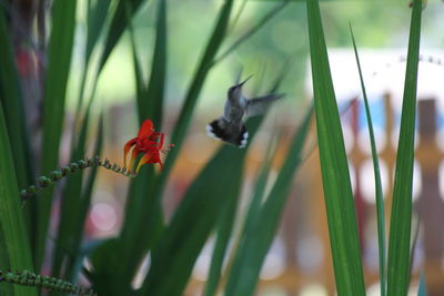 Close-up of butterfly pollinating on flower