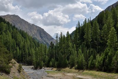 Panoramic shot of trees on landscape against sky