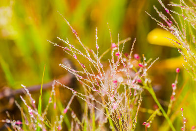 Close-up of wet pink flowering plants