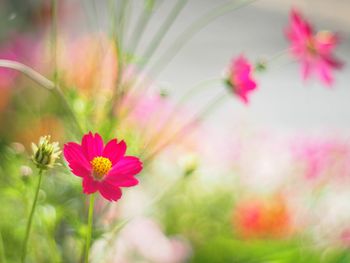 Close-up of pink flowering plant