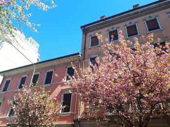 Low angle view of pink flowering tree by building against sky