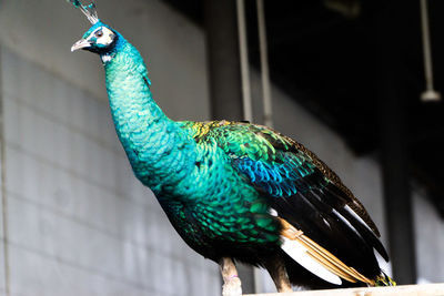 Close-up of peacock