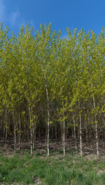 Trees growing in field against sky