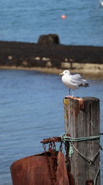 Seagull perching on wooden post by sea