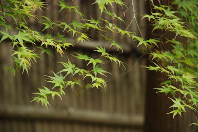 Close-up of bamboo plant