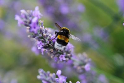 Close-up of bee pollinating on purple flower
