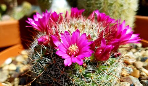 Close-up of pink flowering plants