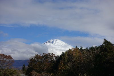 Low angle view of trees on mountain against sky