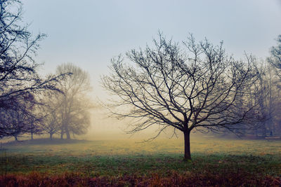 Trees on landscape against sky during sunset